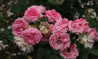 clos-fleuri-rose-bagatelle-366