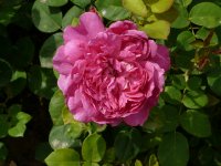 spohys-rose