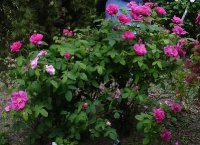 rosa-gallica-officinalis