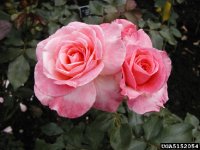rose-parade-2-the-dow-gardens-bugwoodorg.jpg