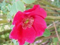 rosa-moyesi-geranium