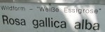 gallica-alba