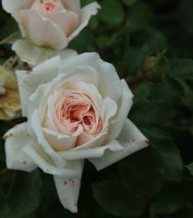 garden-of-roses2