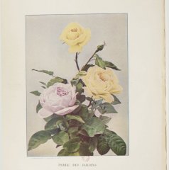 perle-des-jardins-john-laing-sunset-1914-3