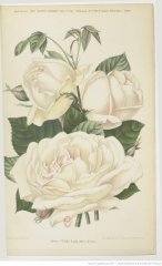 white-lady-1899-12