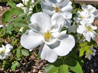 rosa-x-modern-snow-beauty-flower
