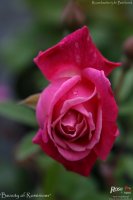 beauty-of-rosemawr