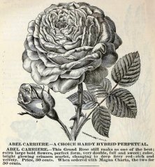 1884-abel-cariere
