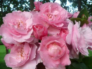 roses_lyonnaises-bagnoles_de_l_orne