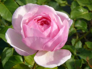 roses_lyonnaises-jacques_truphemus
