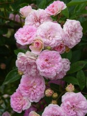 roses_lyonnaises-pink_ghislaine_de_feligonde