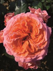 roses_lyonnaises-valerie_de_montgolfier