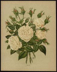 le-coquette-des-blancheslivre-dor-des-roses-paul-hariot-1903_0253