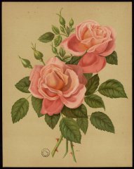 le-marechal-bugeaud-livre-dor-des-roses-paul-hariot-1903_0149