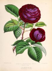 empress-of-india-floralmagazine1884