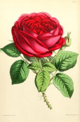 napoleon-iii-floralmagazineco