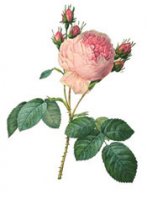cabbage-rose.jpg