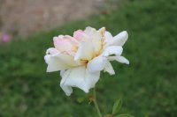 rose-blusheve