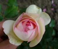 eden-rose-0901.jpg