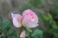 mary-rose