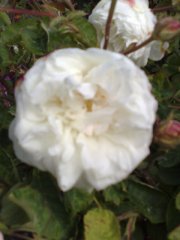 rose-centifolia-alba.jpg