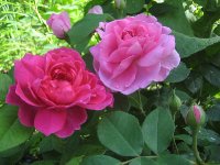 sophys-rose-gertrude-jekyll