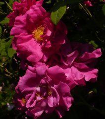 rosa-officinalis-2