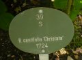 centifolia-christata-2