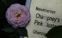 champneys-pink-cluster