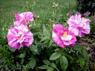 rosa-gallica-versicolor-wladzi.jpg