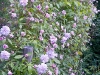 cecile-bruner-lower-flowers-hyde-hall-england-rhs2.jpg