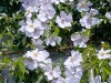 rosa-cooperii-white-flower-flowers-hyde-hall-england-rhs-garden.jpg