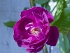 rosa-violette-flower-flowers-hyde-hall-england-rhs-garden-garden.jpg