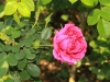 cerise-bouquet172