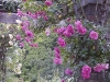 chaplins-pink-climber-kew-garden-london.jpg