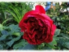 red-eden-rose
