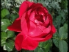 red-eden-rose2
