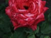konigin-der-rosen