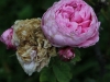 rosa-centifolia-major-1220