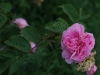 rosa-centifolia-major
