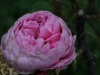 rosa-centifolia-major1274