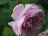 rosa-muscosa-comunis-1596r-055