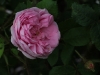 rosa-muscosa-comunis-1596r056