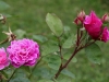 sophys-rose-1485