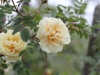 rosa-hugonis-flore-pleno