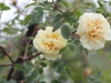 rosa-hugonis-flore-pleno2