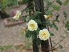 rosa-hugonis-flore-pleno3