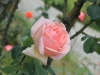 rose-celeste