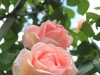 rose-celeste3