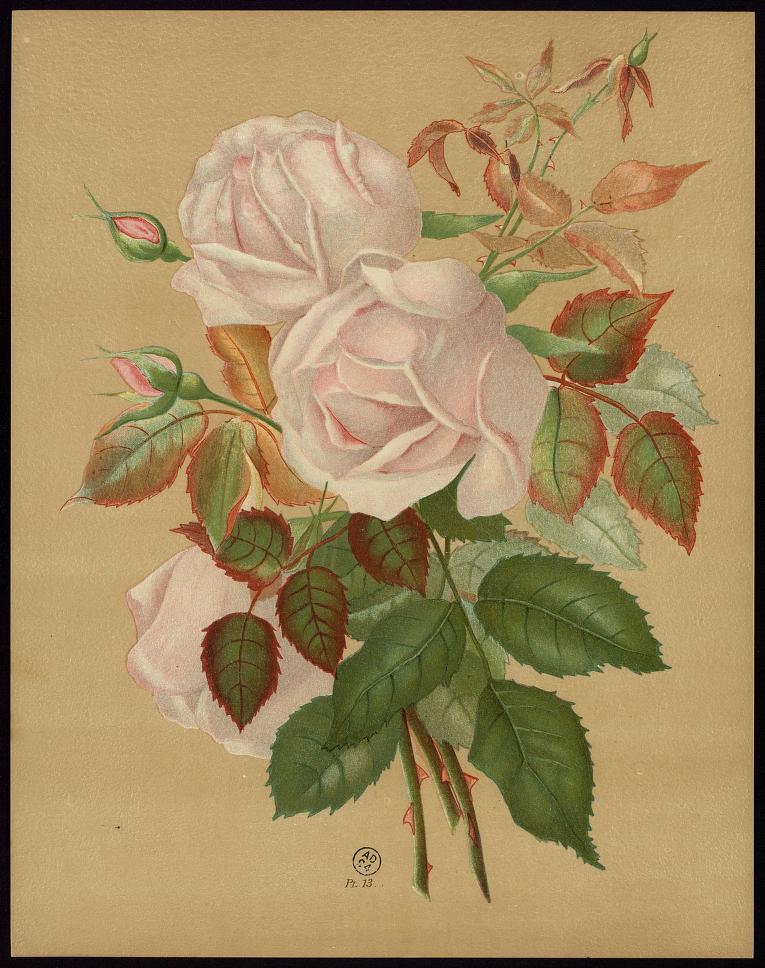 souvenir-dun-ami-le-livre-dor-des-roses-paul-hariot-1903_0162
